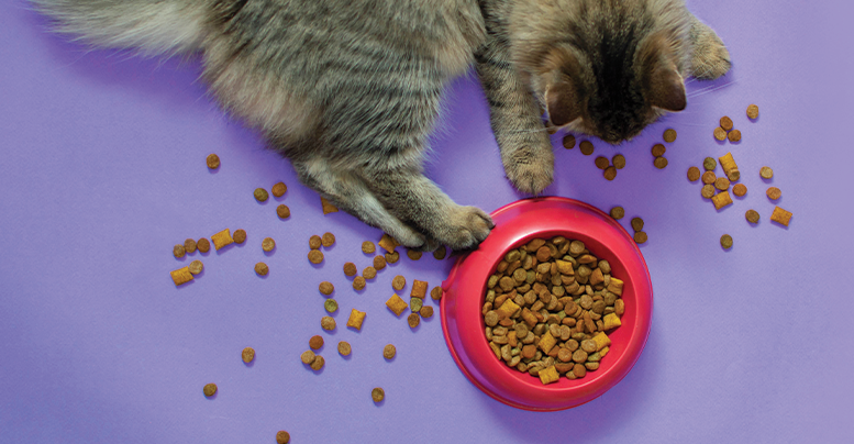 Лечебные корма для кошек с проблемами ЖКТ: составы и бренды