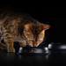 Влажный корм Pro Plan Nutri Savour для взрослых кошек, живущих дома, вкусные кусочки с индейкой, в желе – интернет-магазин Ле’Муррр